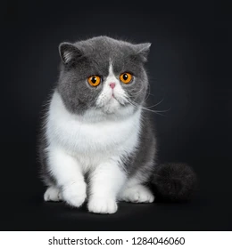 A cat with yellow eyes

Description automatically generated with medium confidence