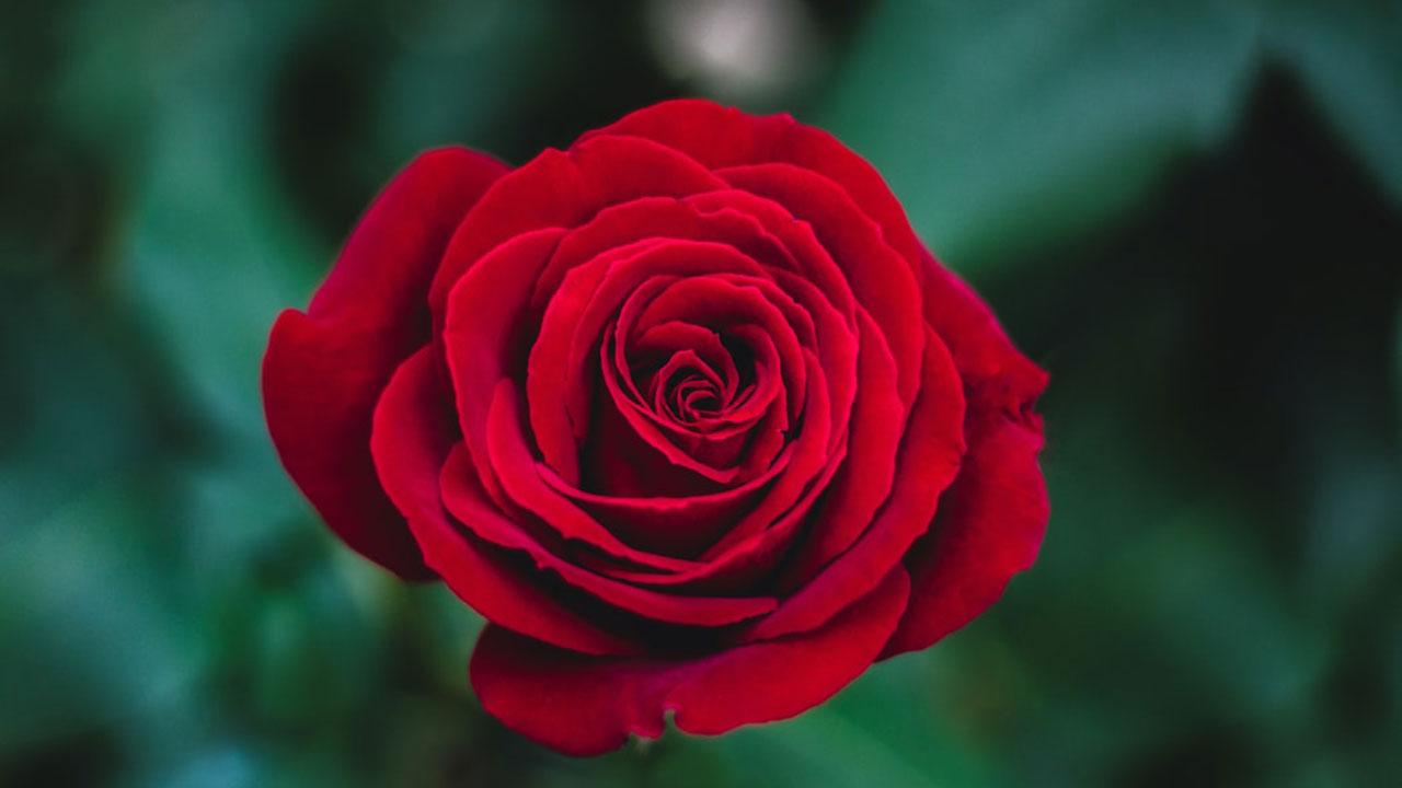 El aroma de una rosa puede ayudarte en el aprendizaje, incluso estando  dormido | Life - ComputerHoy.com