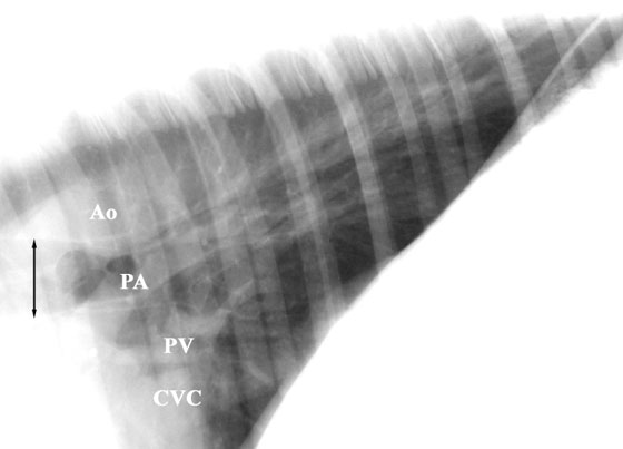 A right lateral radiograph of the dorsal caudal thorax of a 750 kg horse (Cassette position A, Fig. 8). The diaphragm forms the caudal margin and is flat or convex. Pulmonary arteries (PA) are seen ventral to the tracheal bifurcation (arrow) and distribute to the lung margins. Pulmonary veins (PV) are ventral to the PA at the heart base.