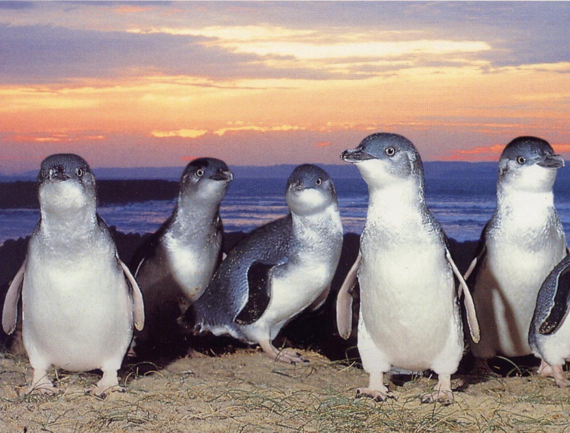9 เรื่องน่าหลงใหลเกี่ยวกับเพนกวินนางฟ้า2