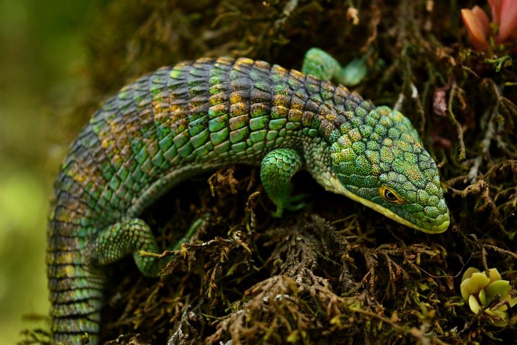 Mexican Alligator Lizard