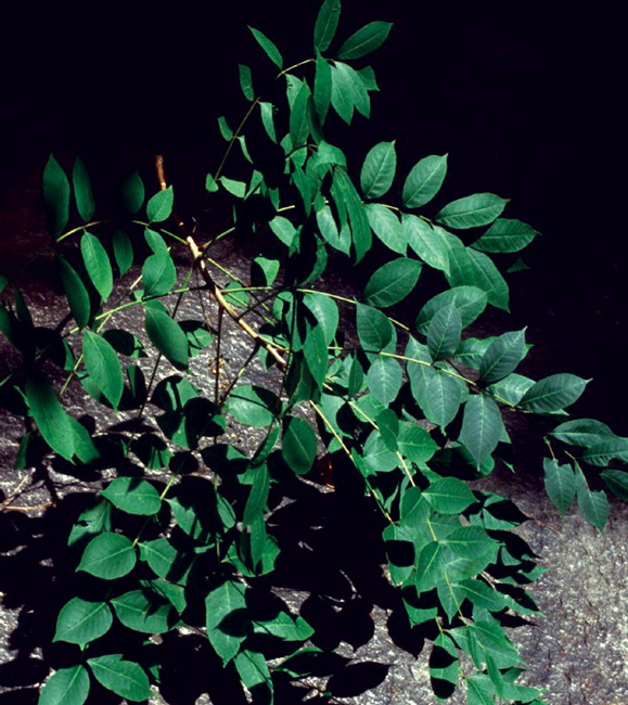 Toxicodendron vernix (Poison sumac).