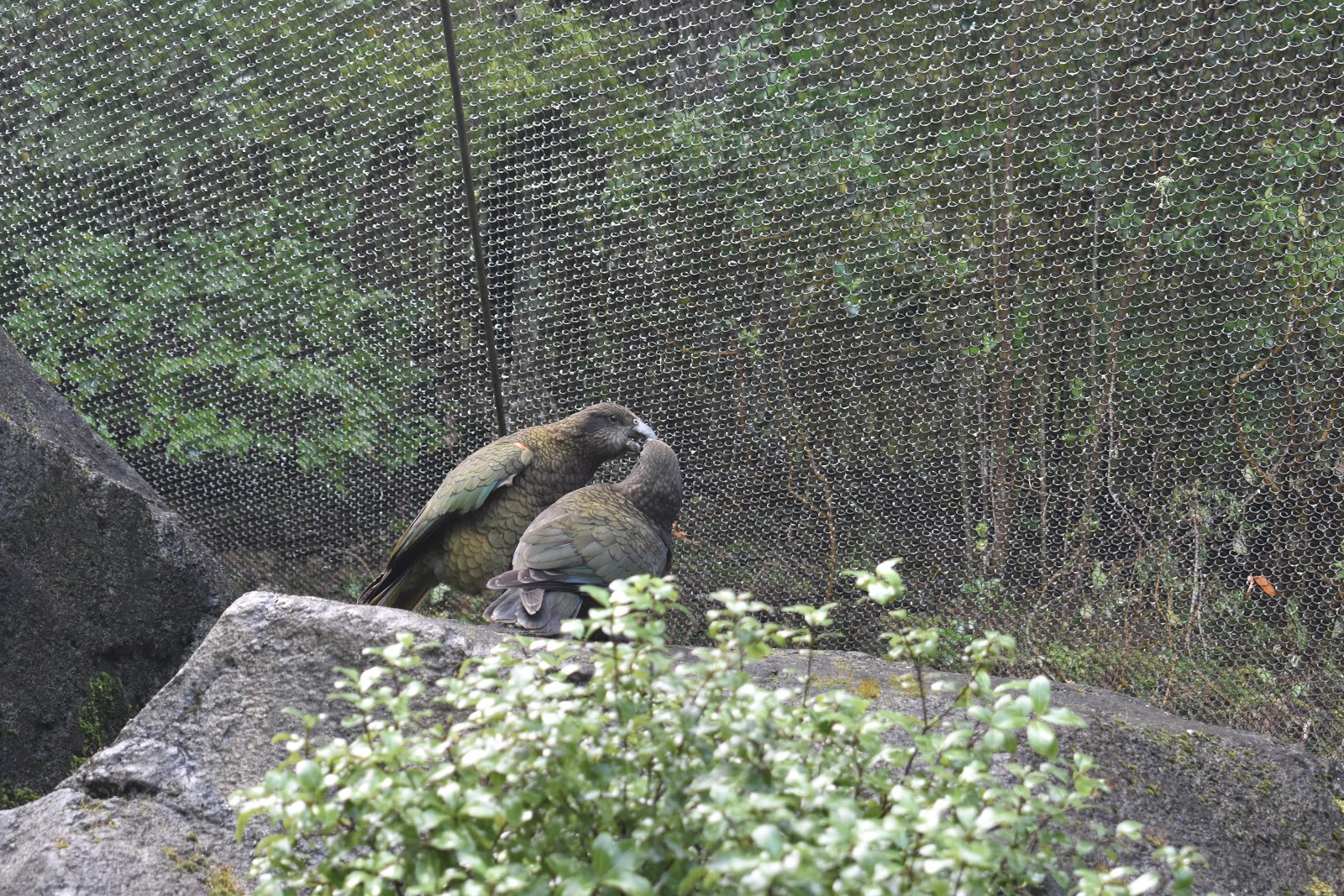 DSC_0124.JPG