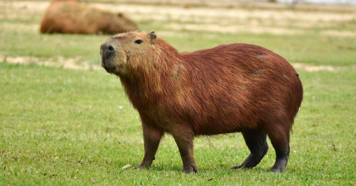 Capybaras
