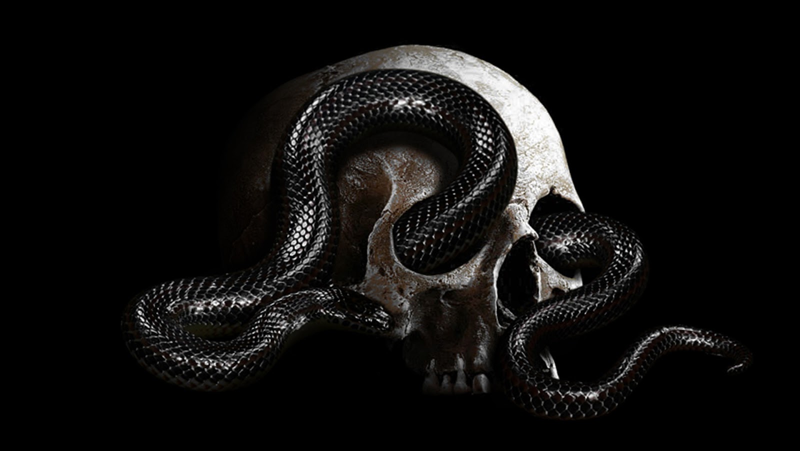 Image of a snake crawling through the eye sockets of a human skull on black background