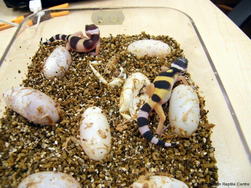 Image result for incubation and hatching leopard geckos