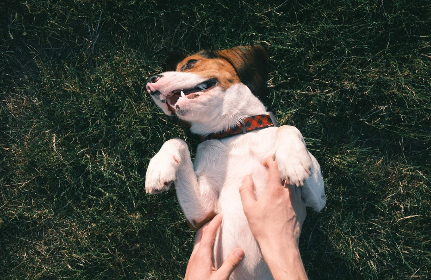 Why Do Dogs Like Belly Rubs? 4 nE6 c2gEpue XL9RJytpiCWcY 2wcSHz0ALM w1xhhrXzsGWP8SkSXFN73tSyWLG7O68Y4FKZ91XgC3sCzQbw5gT4iP nbvYofFrnYNIRA6VFflIu80XSwemLwUloLlrVnjd1Ja3IkB2InMXXS875V8