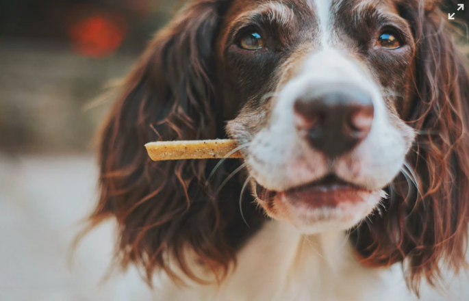 สุนัขสีน้ำตาลจมูกสีขาวกำลังคาบอาหารอยู่ในปาก