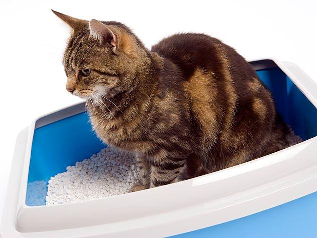 كيف تدرب قطتك على الحمام صندوق الرمل