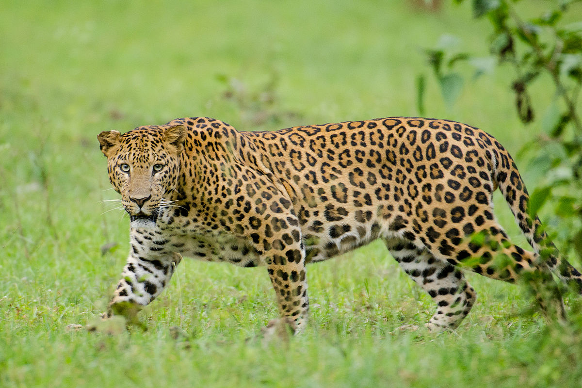 Canine Distemper Virus Threatens Coexistence Between Humans and Leopards