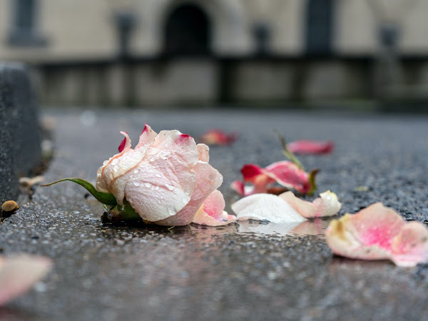 How To Deal With The Loss Of A Loved One