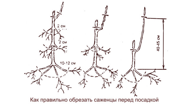 posadka_vinograda_osenju_sazentsami