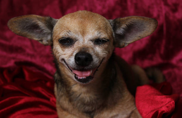 What to Expect as Your Chihuahua Gets Older