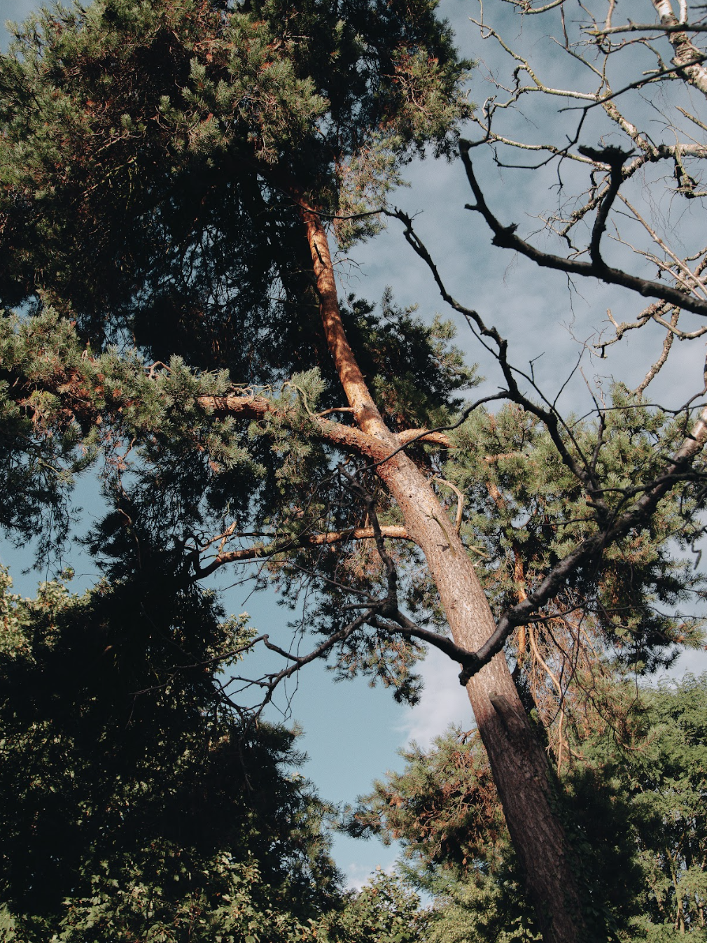 Looking up at a pine tree in the woods