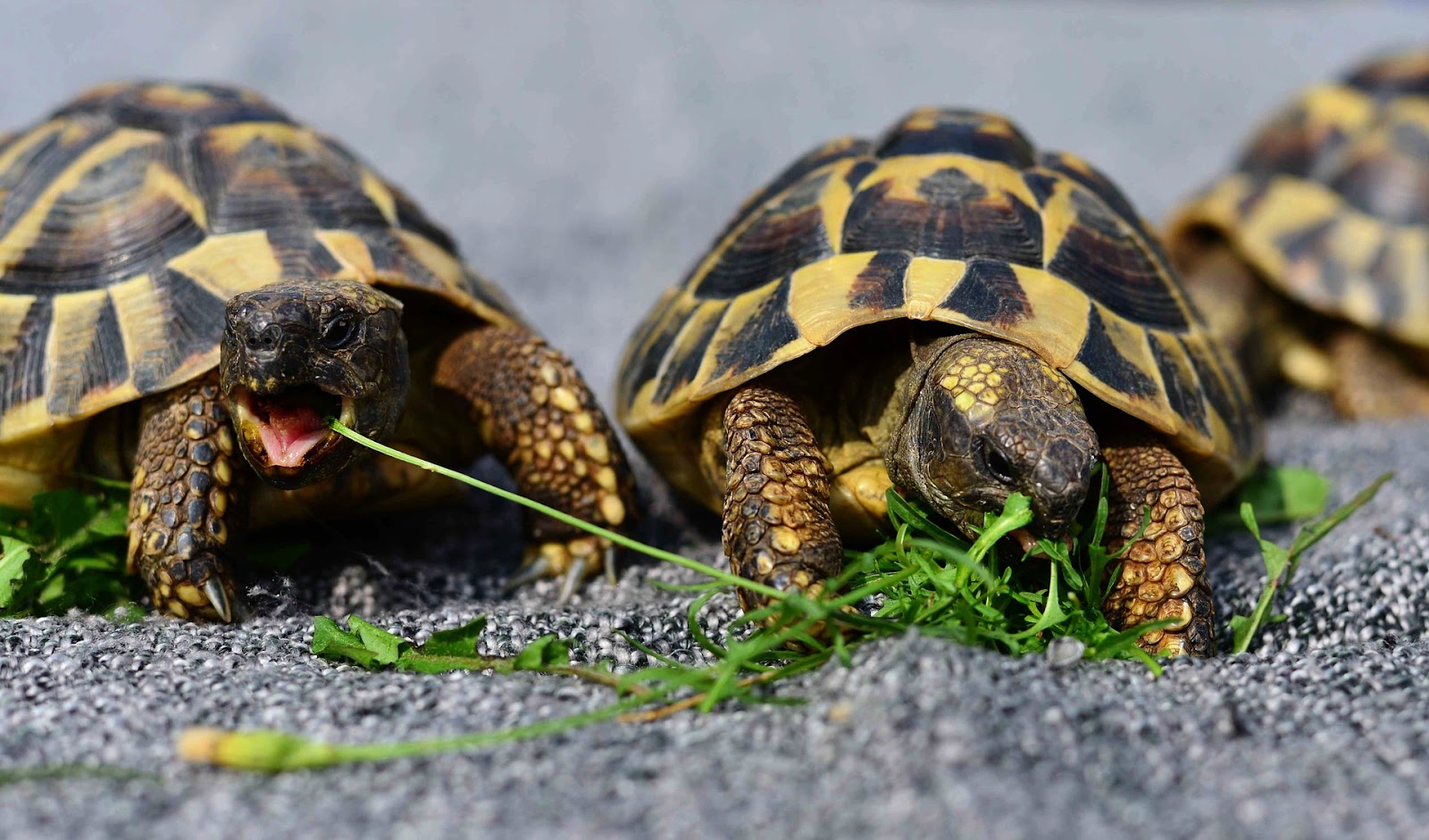 Tortoises eating greens