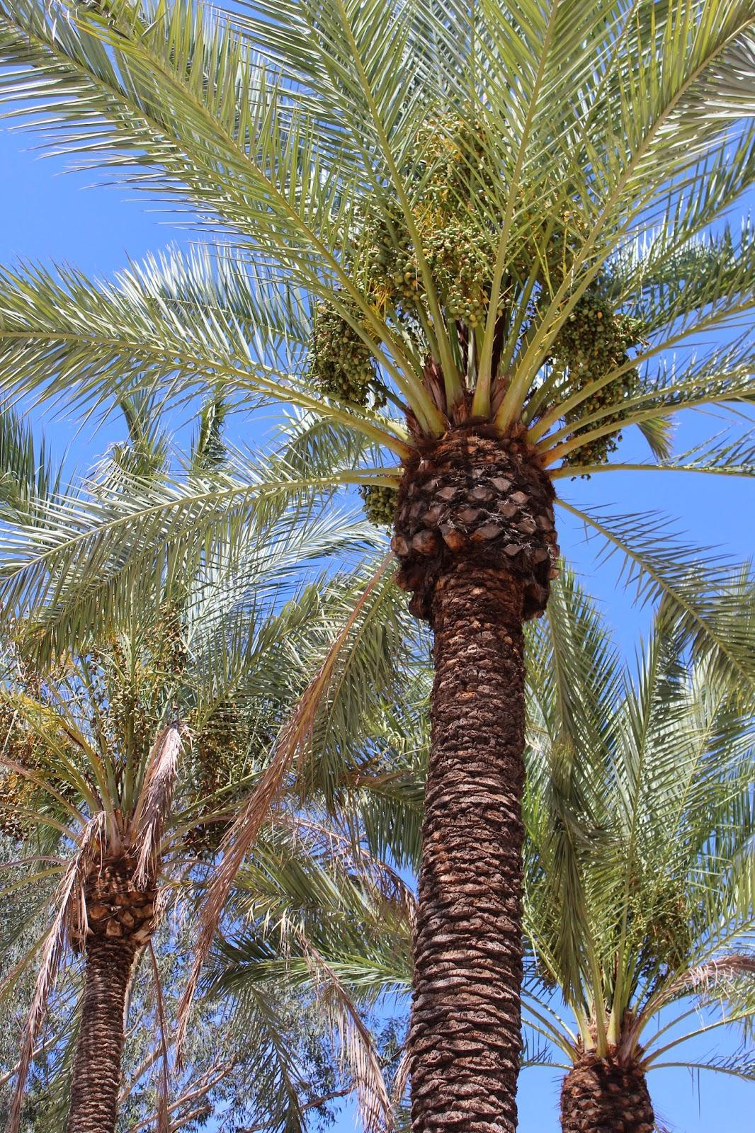 What is a Palm Frond? - Types Uses and Parts