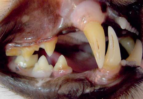 Severe gum recession around a canine tooth in the cat