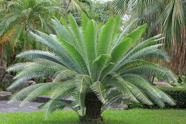 Gum palm (Dioon spinulosum)