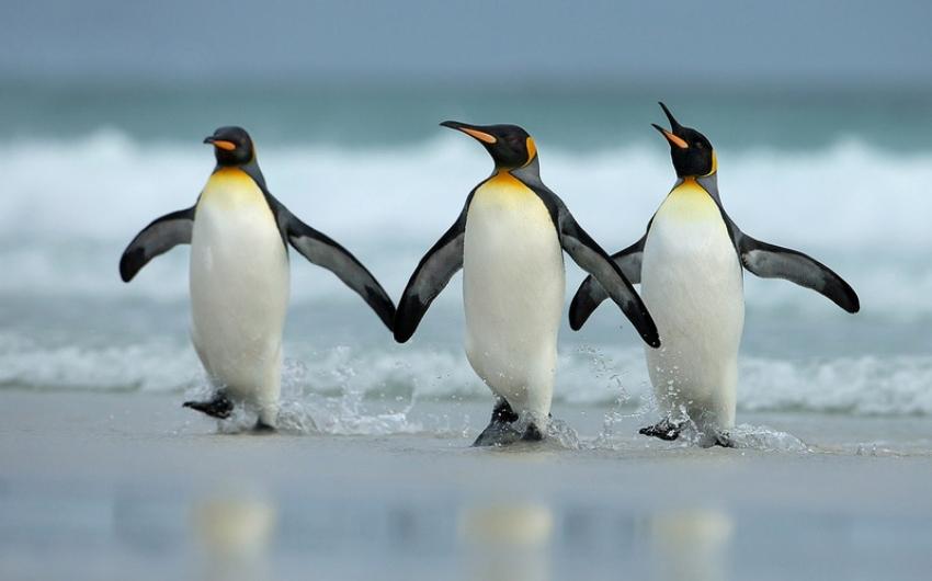 Names for female penguins