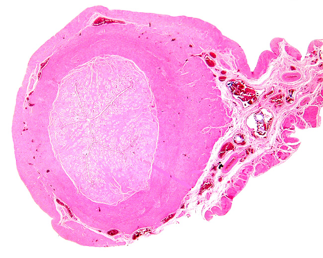 Cross section of gray seal uterus