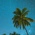 Night Sky and Palms Wallpaper for iPhone and Android 