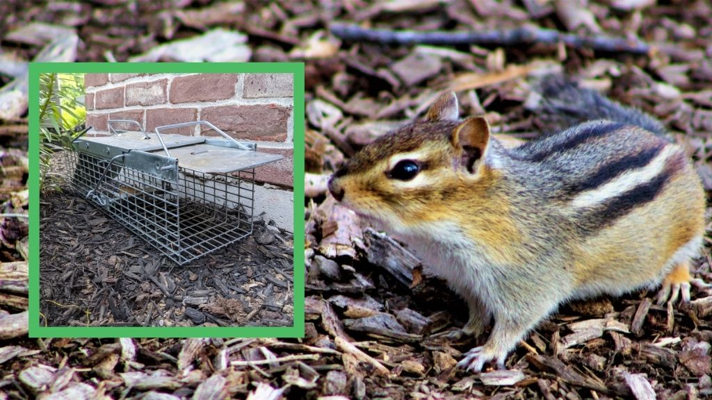 How to Get Rid of Chipmunks: 5 Easy Ways 