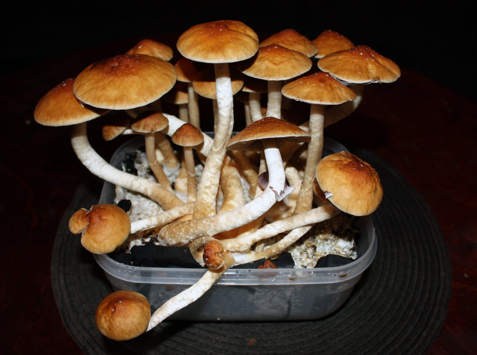 5 Tips To Choose Top Quality Psilocybe Cubensis Grow Kit The Leaf Online