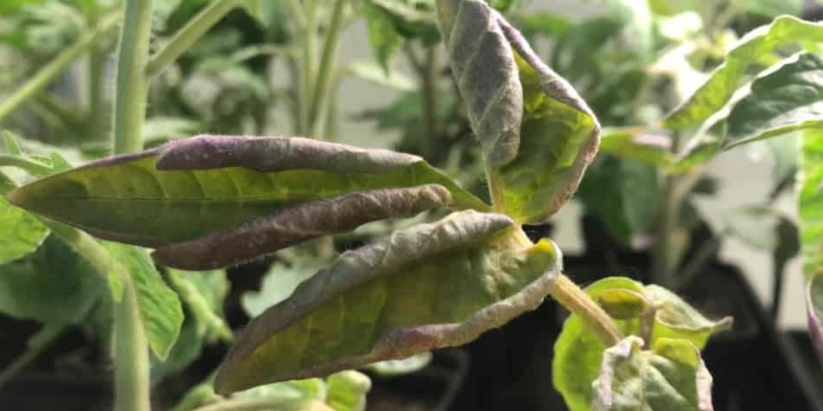 Purple, Rolled-Up Leaves on Older Seedlings