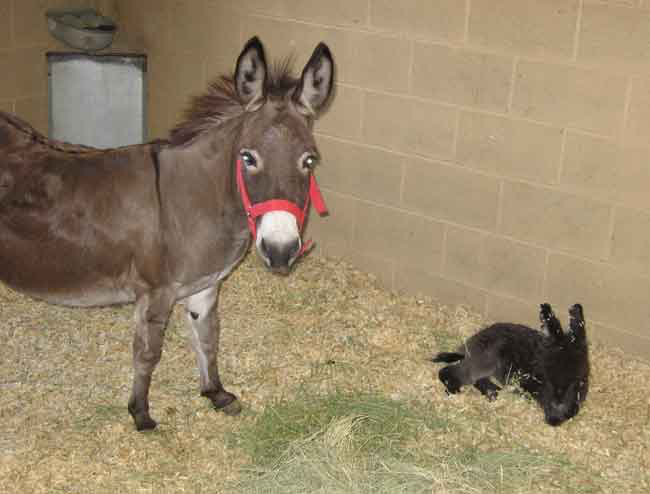 A normal donkey neonate.