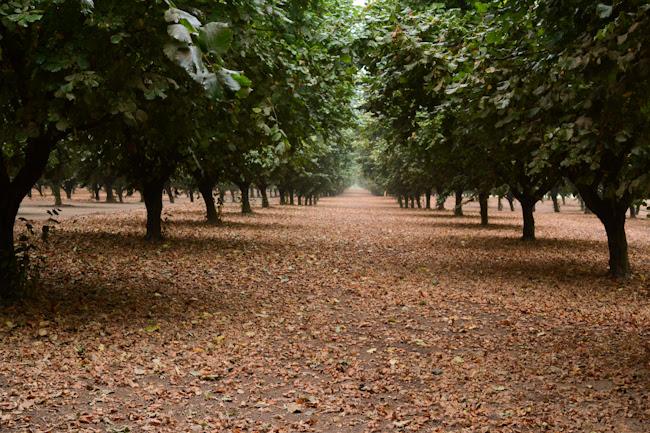 Oregon hazelnut harvest // Wayward Spark