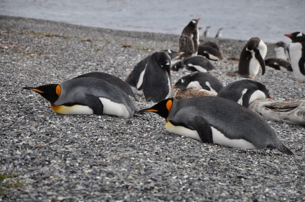 Pinguine in Uschuaia