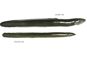 Image result for how heavy can a shortfin eel weigh