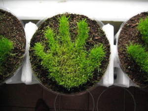 Grassy Handprint.jpg