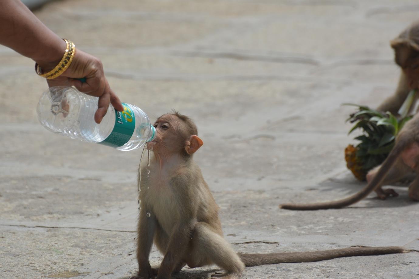 Absence of human presence impacting monkey behaviour in Ayodhya during lockdown