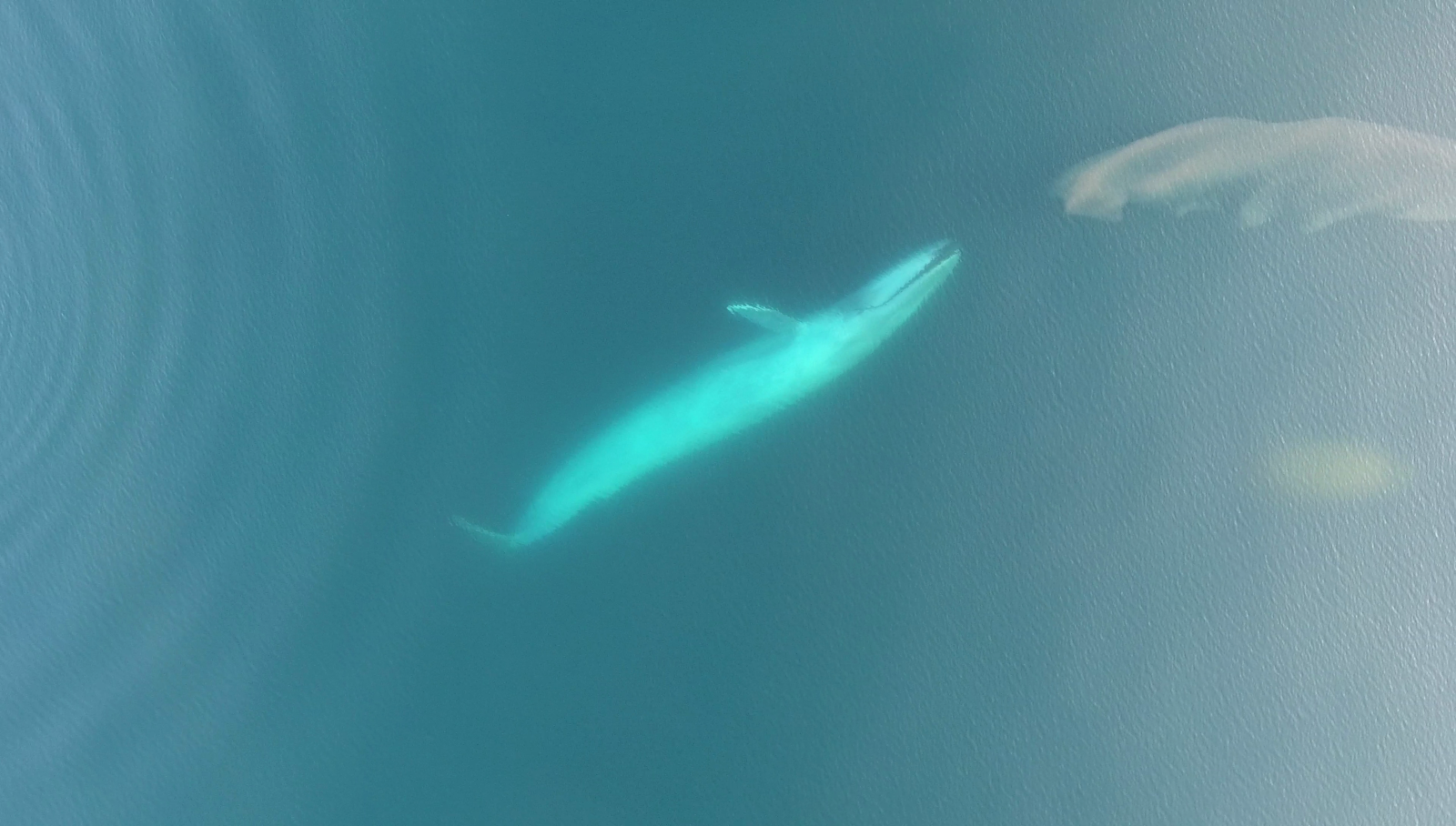 New Zealand's population of blue whales, Oregon university, Leigh Torres, 