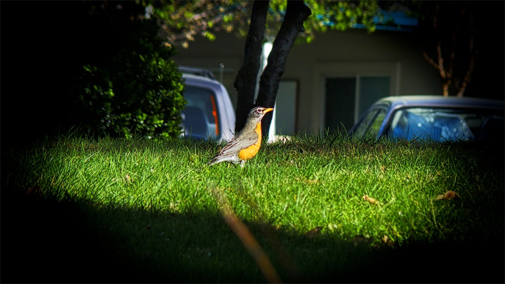 Robin In Grass In.jpg