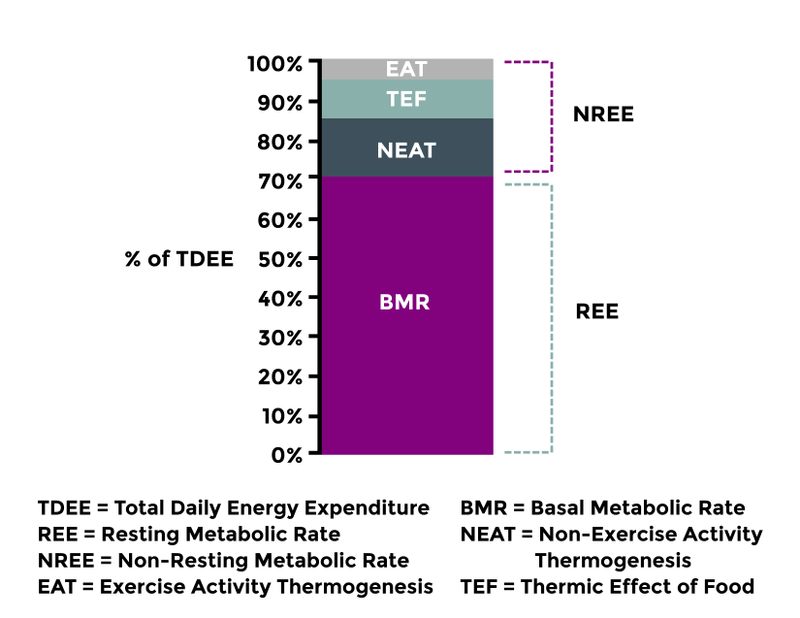 What TDEE is made up of graph showing BMR, NEAT, TEF and EAT | Macros inc