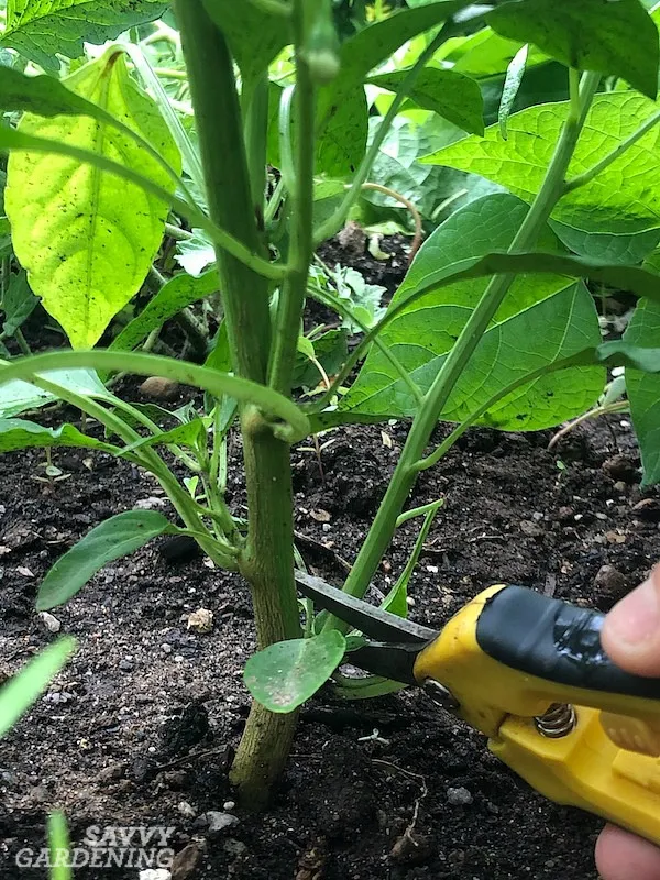 Prune low-lying leaves