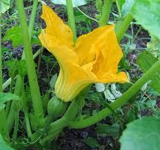 C:\Users\Mazhar Sayeed\Pictures\Pumpkin flower.jpg