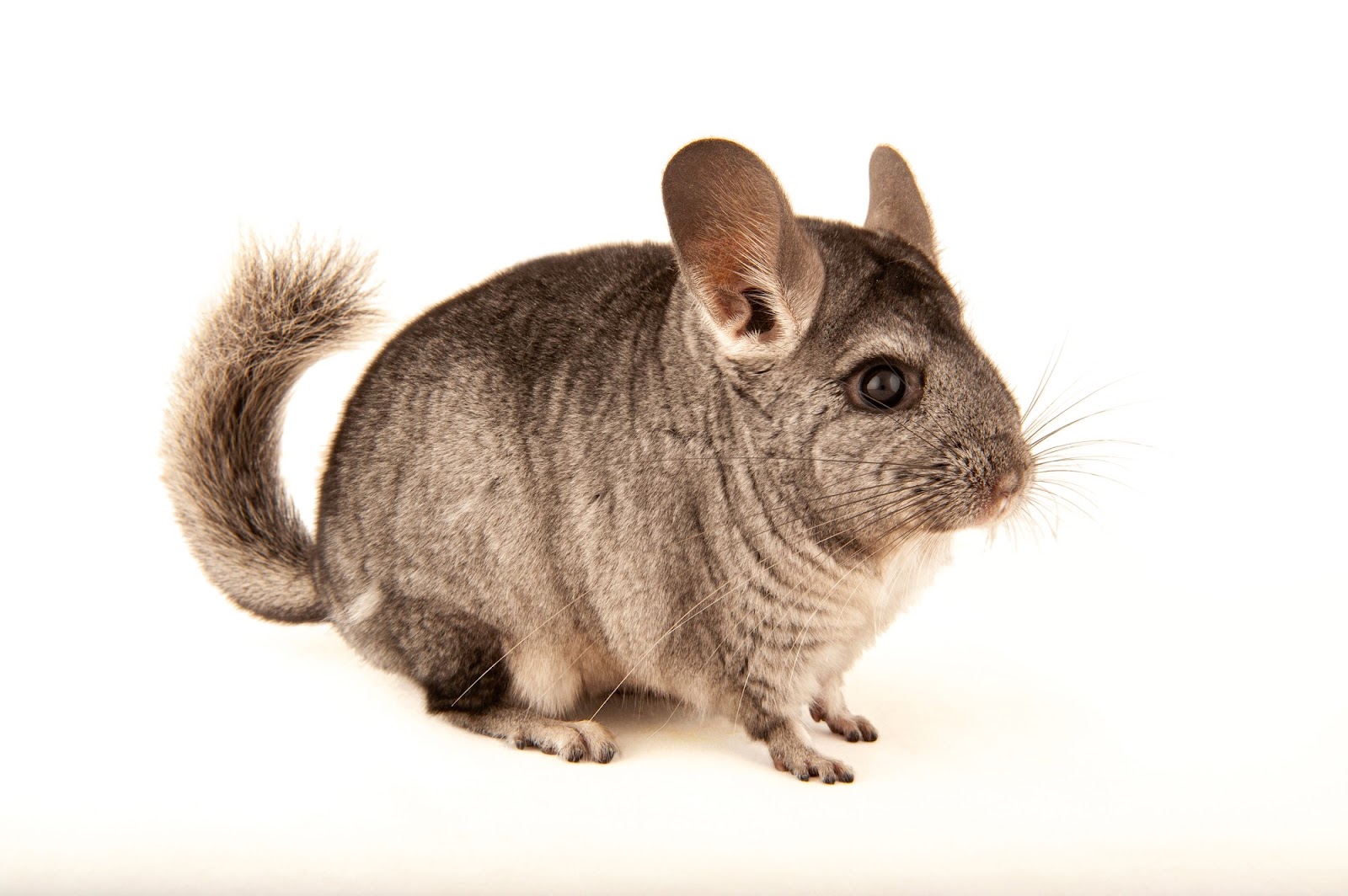 Chinchilla
