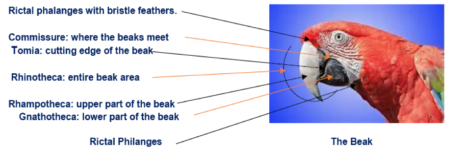 Anatomy of the beak (image courtesy PetEducation.com; used with permission). 
