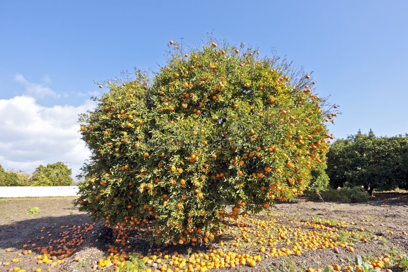 Mandarin (Citrus reticulata)