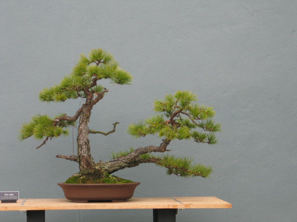 Bonsai Styles - A Detailed Guide for Beginners