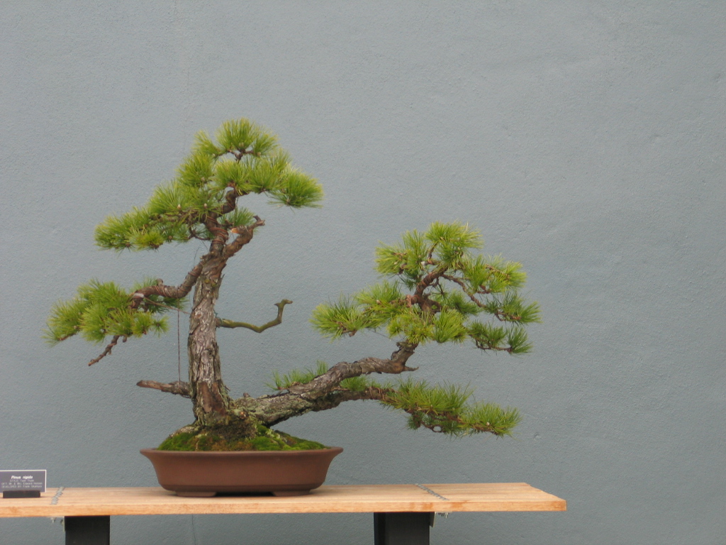 Sokan or Double Trunk Style - Bonsai Styles