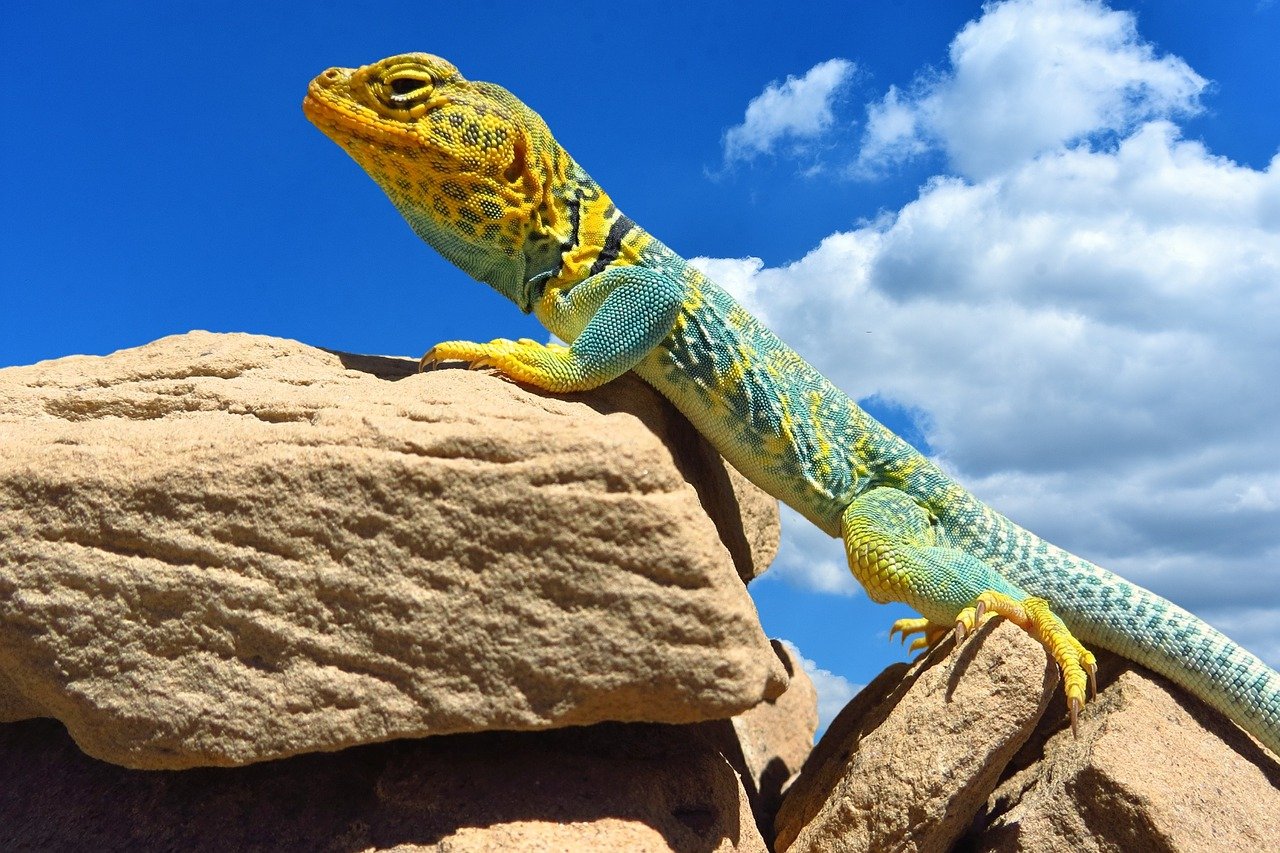 Collared lizard on sunny rock