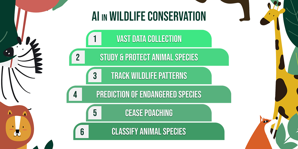 An infographic that shows how AI is used in wildlife conservation, such as vast data collection, study animal species, track wildlife patterns, and cease poaching.