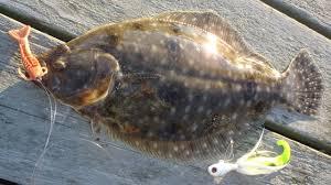 rigged flounder