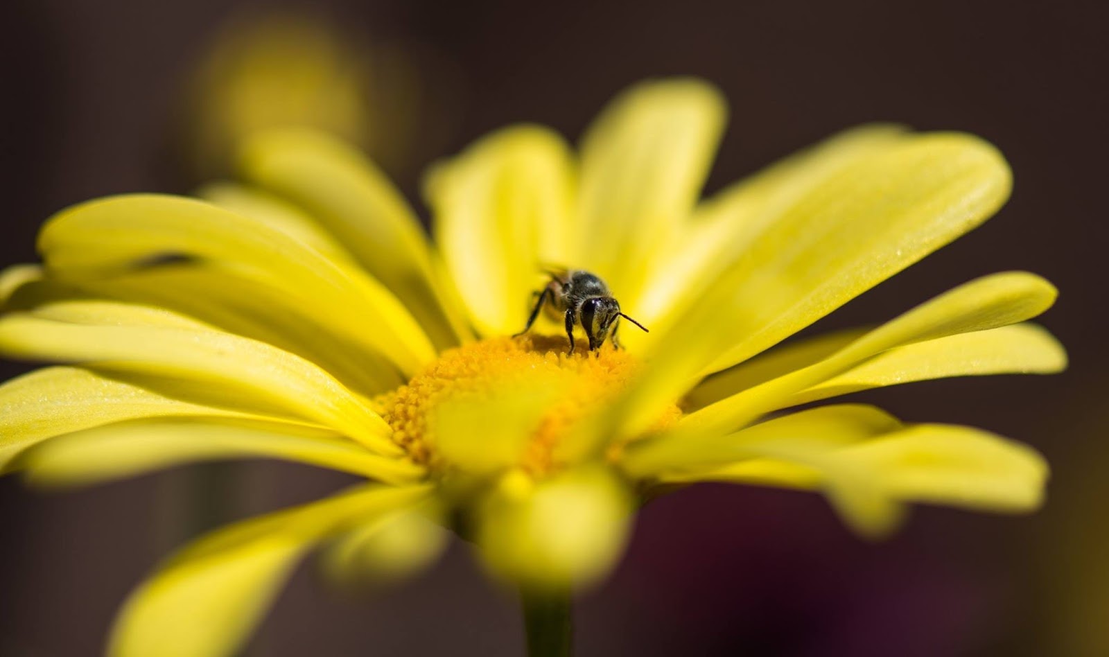Add some buzz to your newsfeed with our 60+ bee captions to convey your hardworking image to the audience