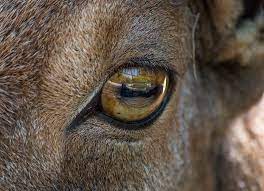 Why Do Animals Have Differently Shaped Pupils in Their Eyes?