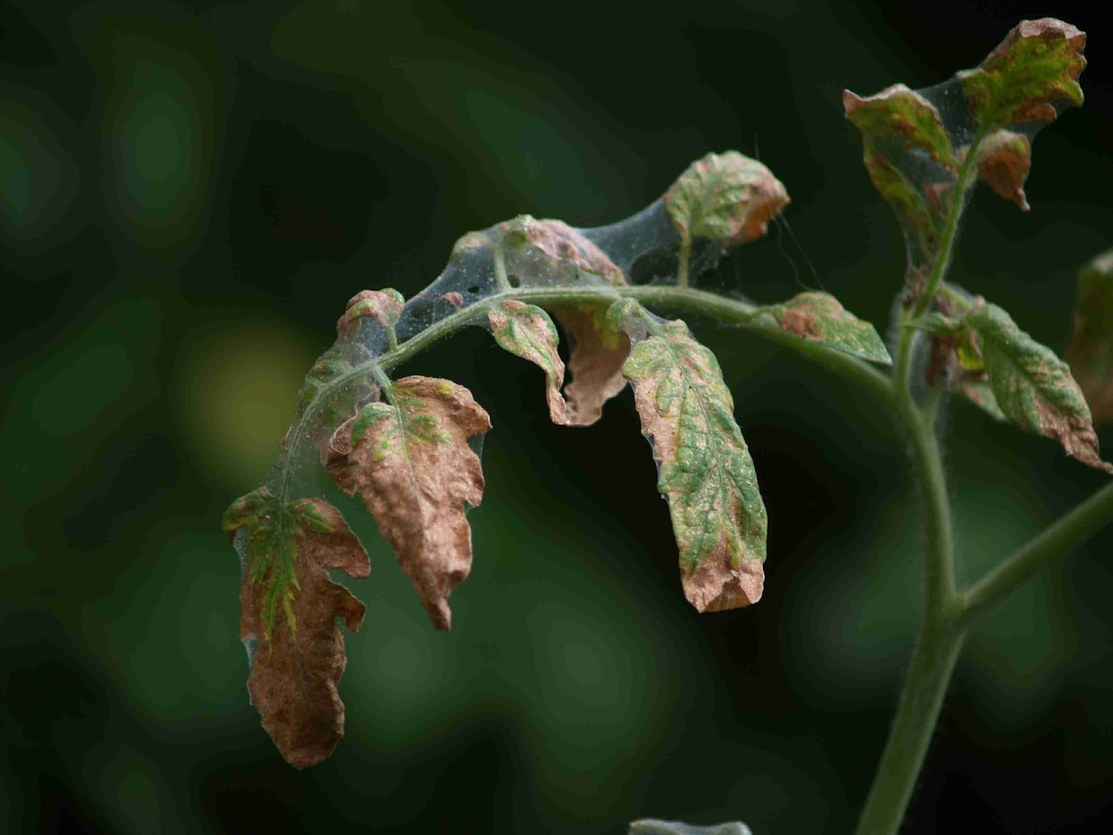Common Problems When Growing Tomatoes from Sliced Tomato Fruits